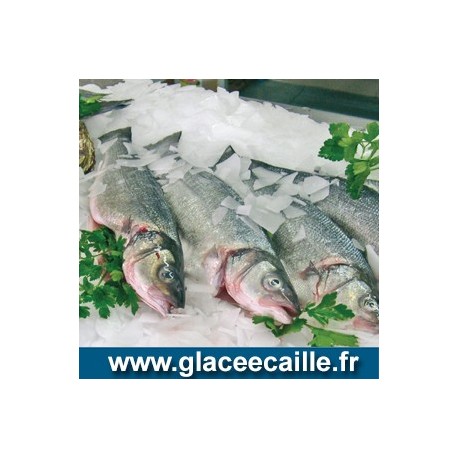 Glace écaille 400 kg paillette pour poissonnier pèche et aquaculture