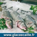 Glace écaille 400 kg paillette pour poissonnier pèche et aquaculture